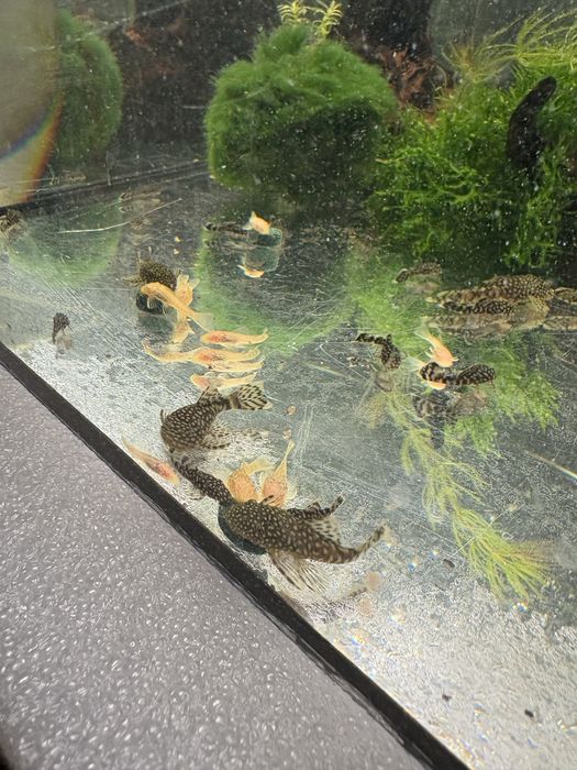 Zbrojnik niebieski ancitrus sp. glonojad