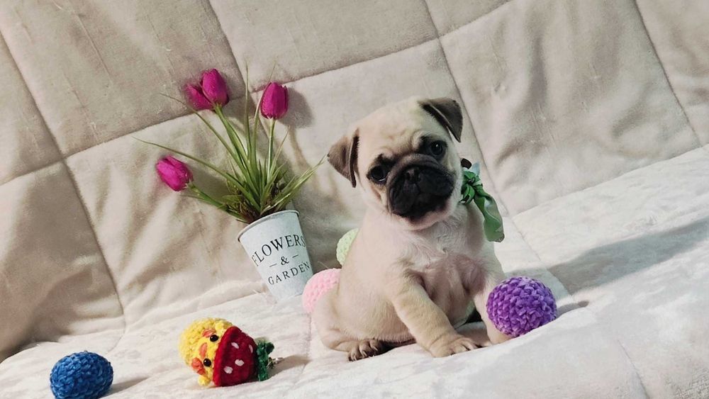 Pug Carlin menino