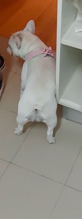 Bulldog fêmea para adoção