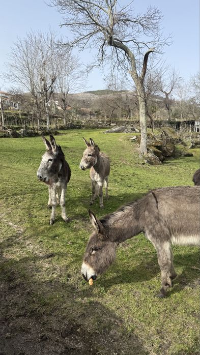 Burros varias idades