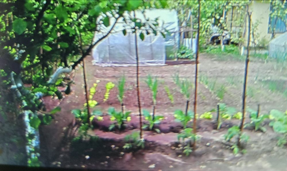 ROD "Zacisze Leśne" Wilkanowo