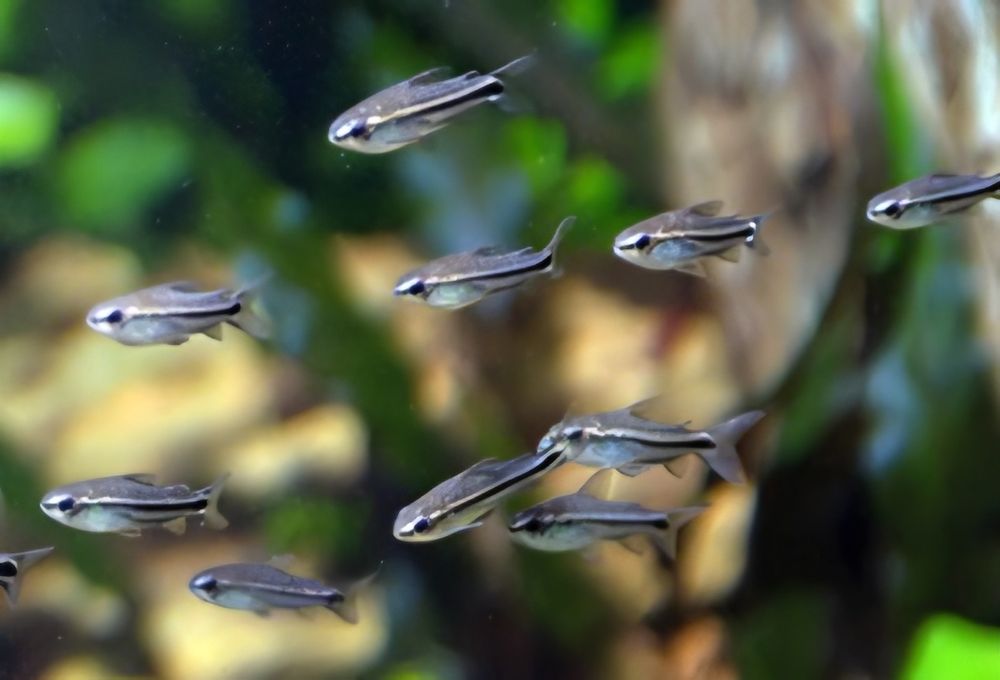 Corydoras Pygmaeus