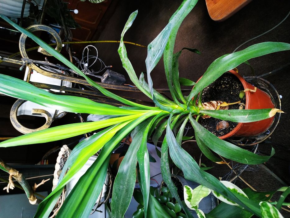 Продам вазони