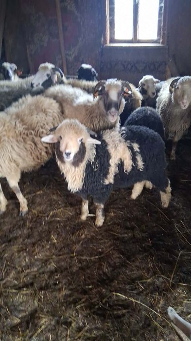 Sprzedam piękne barany