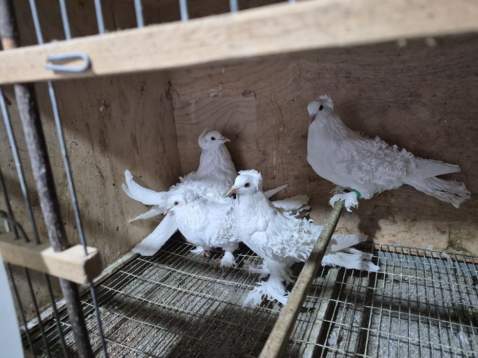 Disponíveis Tremedor de Stargard  Bruneres  Mookes  Frizadas carrieres