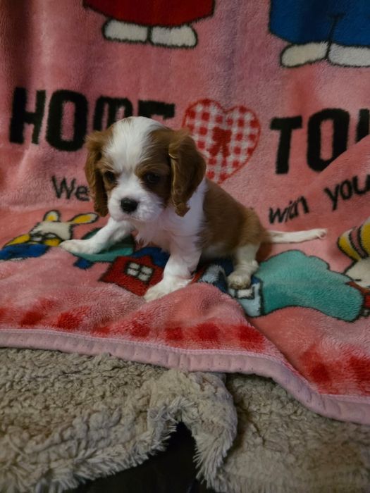 Cavalier King Charles Spaniel / suni