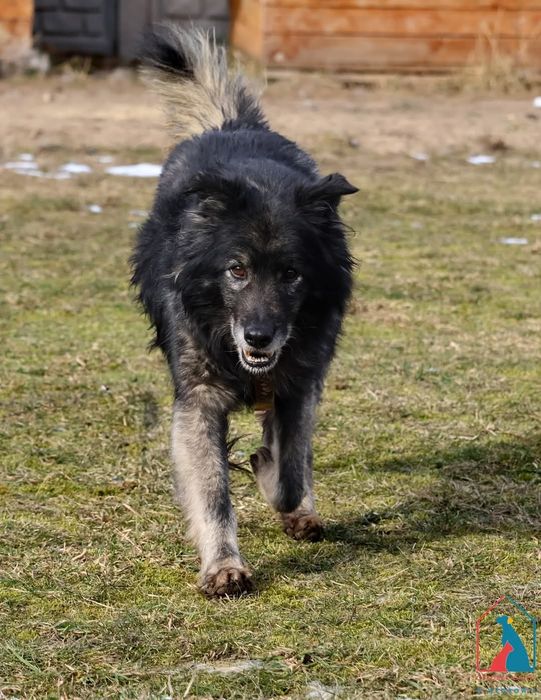 Figaro 435/24 - SZUKA DOMU!