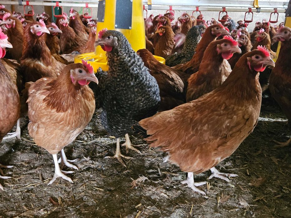 Kurki kokoszki nioski Rosa brazowa odchowana dostawa Gratis