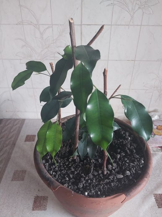 Китайська роза або гiбiскус.