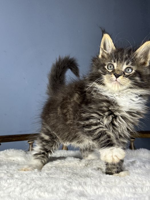 Забавный мальчик мейн кун с выращительными кисточками на ушках 1.5 мес