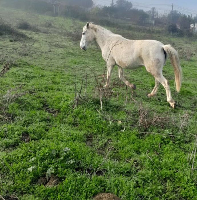 2 lindos cavalos lusitana e andaluz