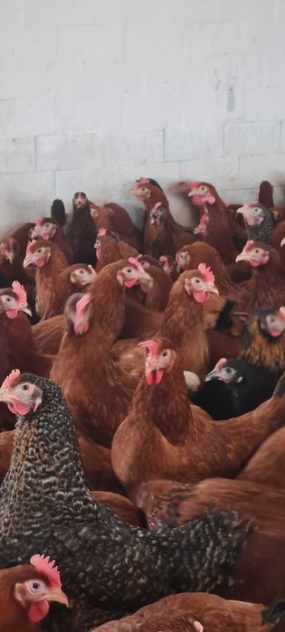 Kury Nioski z wolnego wybiegu Rossa Messa Sendy prosto od hodowcy !