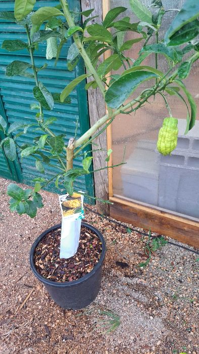 Buddha Hand Fruiting Lemon
