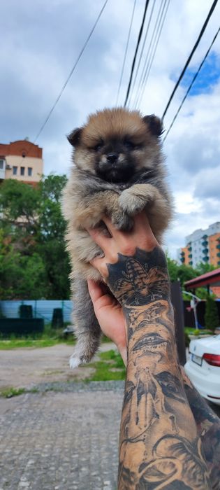 Цікаві!  Маленькі шпіпульки