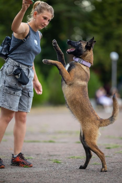 Дресирування собак Кропивницький