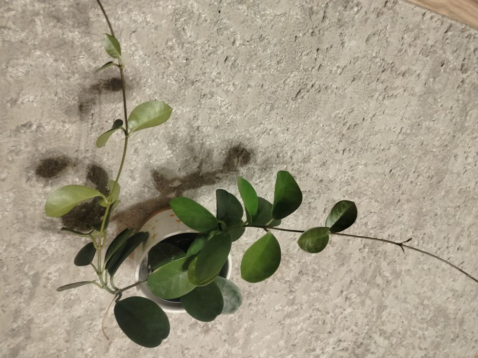 Hoja australis kwiaty białe