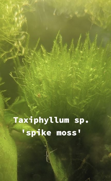 Musgos diversos para aquário