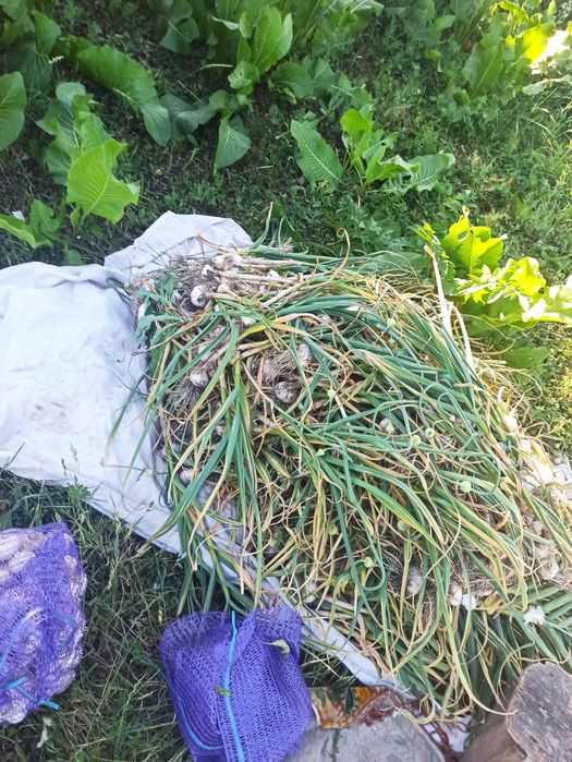 Часник домашній без ГМО