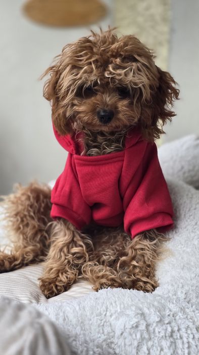 Cavapoo F1b piesek