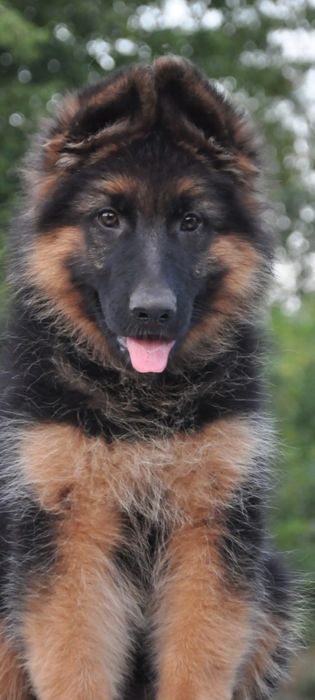 Німецька вівчарка. Щенята готові до переїзду.