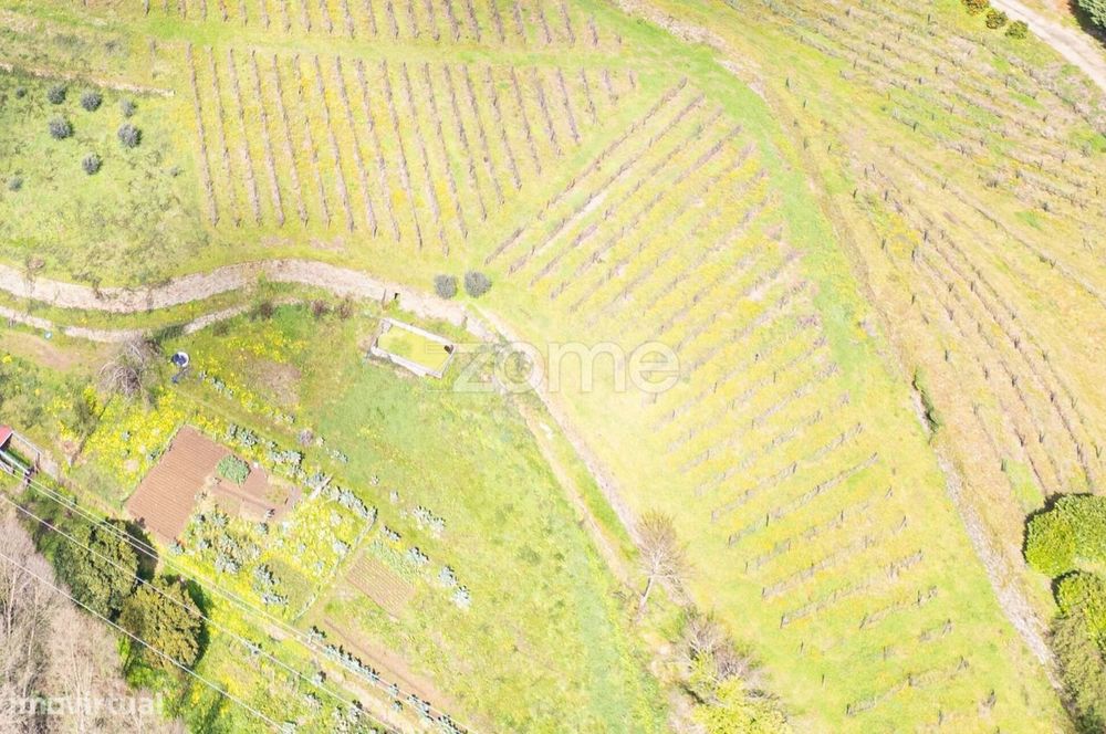 Quinta no Douro - Douro Farm - Douro-TAL
