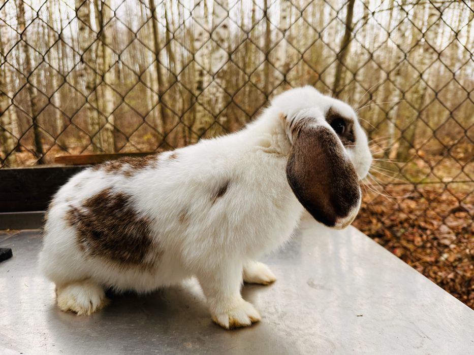 Królik na mięso młody