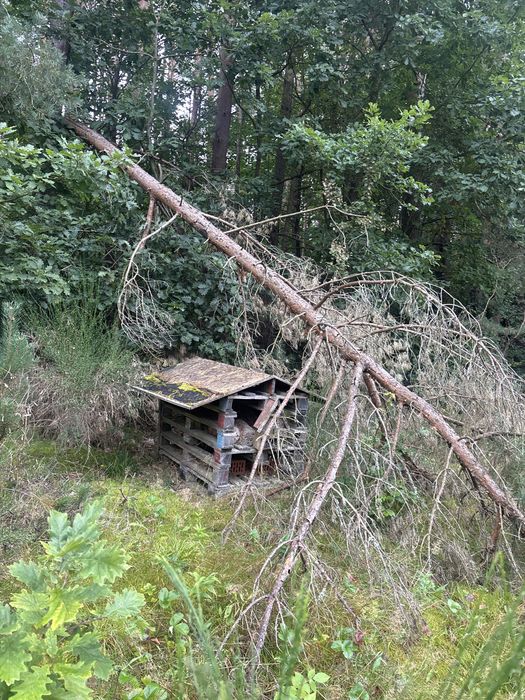 Oddam drewno i deski za darmo