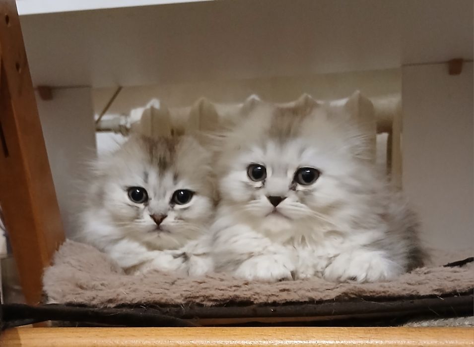 Породистые  дети