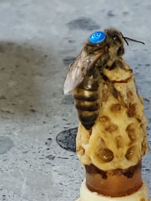 Matki pszczele UN  krainka i Buckfast, odkłady, rodziny pszczele