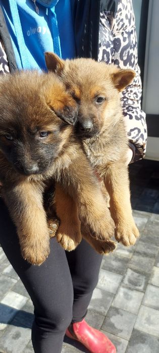 Szczeniaki w typie Owczarka Niemieckiego