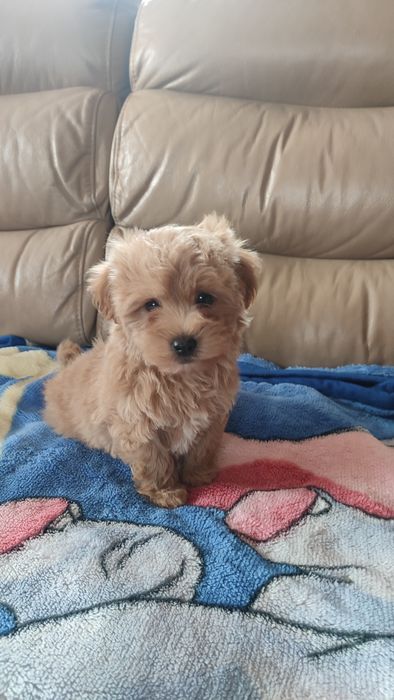 Maltipoo piesek samiec Częstochowa z certyfikatem pochodzenia
