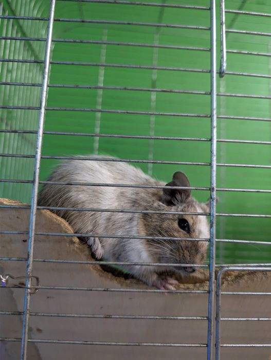 koszatniczka / koszatniczki młode + dorosłe SKLEP ZOOLOGICZNY GRUBY KOCUR GALERIA TREND UL. LESKA 2