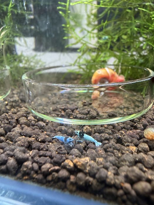 Caridina blue mosura