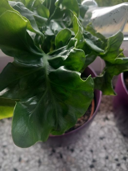 philodendron podwjnie pierzasty - wyposaenie wntrz - Dom i Ogrd | OLX