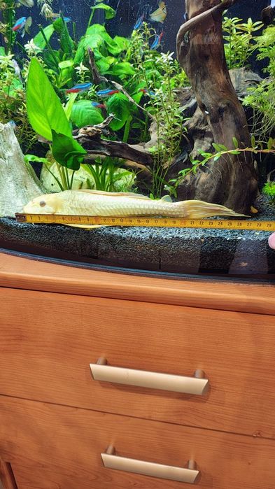 Zbrojnik złoty 27 cm