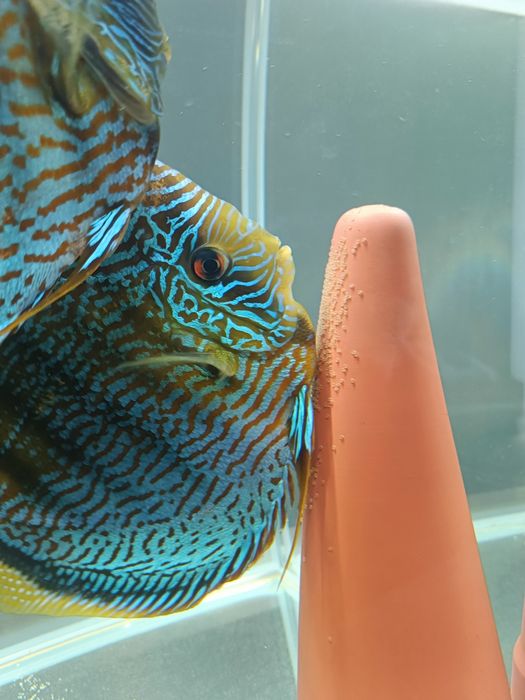 Paletki dyskowce, Red Turkus