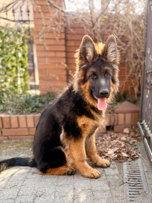 Owczarek Niemiecki Szczeniak z rodowodem ZKWP FCI (gotowy do odbioru)