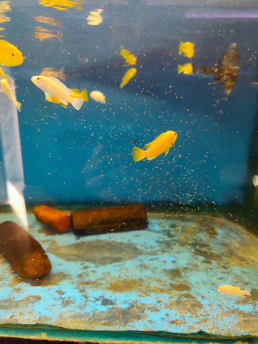 cidlideos africanos 4-6cm ler descrição