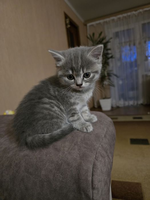 Шотландські кошенята