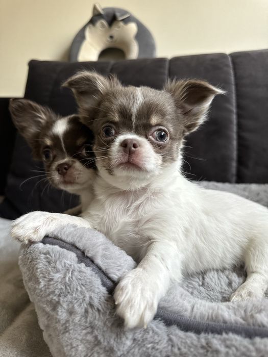 Dziewczyna  Chihuahua