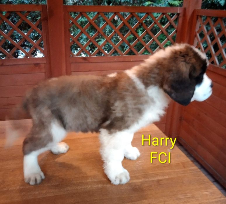 Bernardyn długowłosy szczenię FCI ZKwP