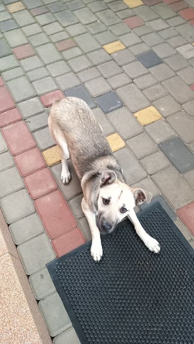 Стерилізована собачка (дівчинка), песик у добрі руки