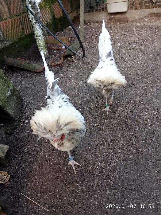 aves troco este pombo raça papo de vento