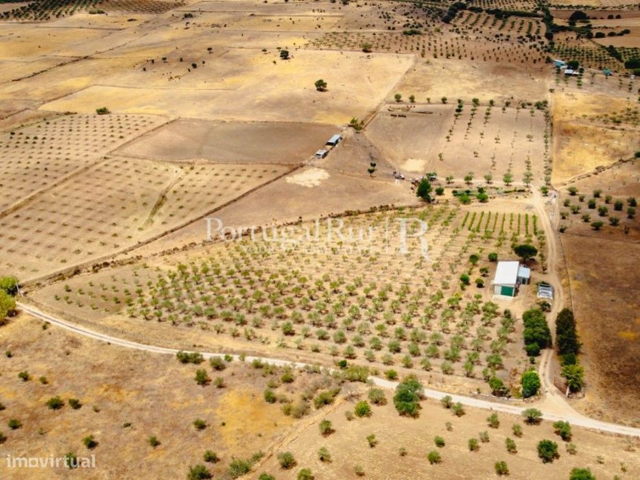 Herdade em Campo Maior com Olival