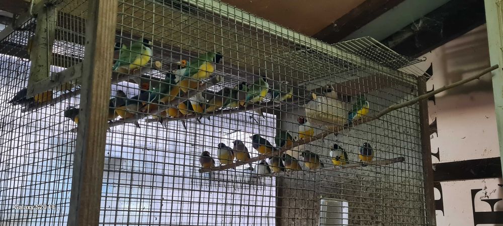 Vendo diamantes gold