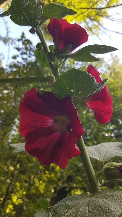 Malwy bylina do ogrodu malwa wieloletnia kwiaty