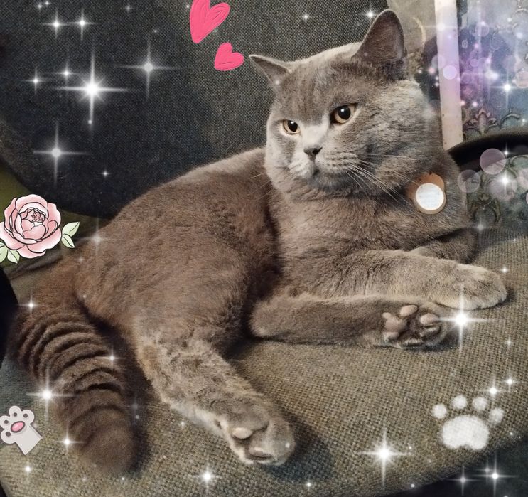 В'язка кіт британський короткошерстий прямовухий