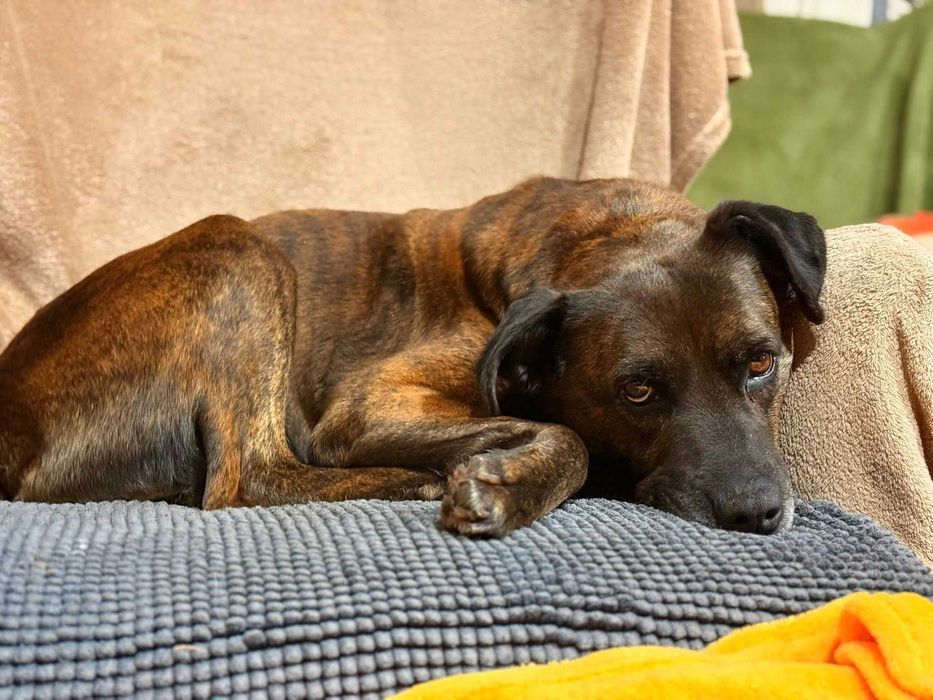 Trufla - urocza sunia do adopcji!