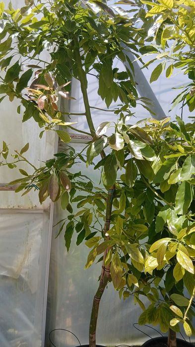 Árvores e plantas de jardim tenho todo   de frutos
