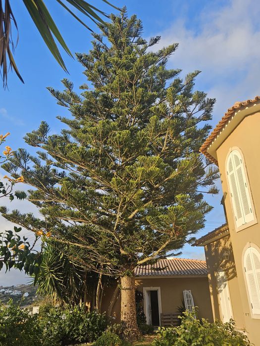 Limpeza de terrenos  e abates de árvores